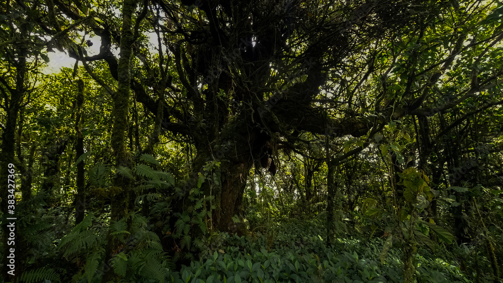 Beautiful closeup view of the majestic and massively green rain forest in Costa Ricas Pico Blanco