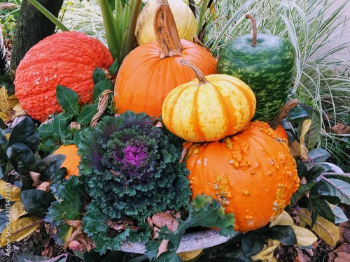 Colorful Fall Pumpkin and Plant Arrangement
