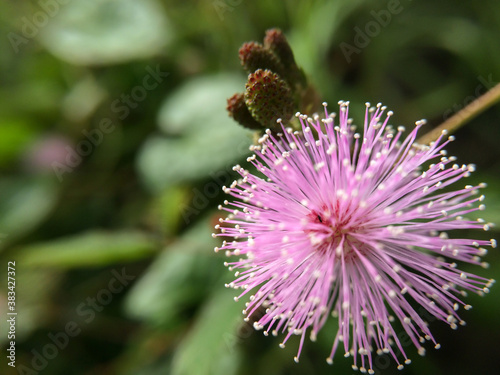 Beautiful Flower on blur effect Background