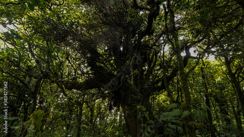 Beautiful closeup view of the majestic and massively green rain forest in Costa Ricas Pico Blanco