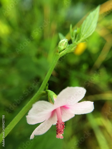 Beautiful flower with blur effect background