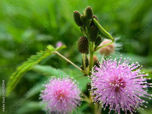 Beautiful flower with blur effect background
