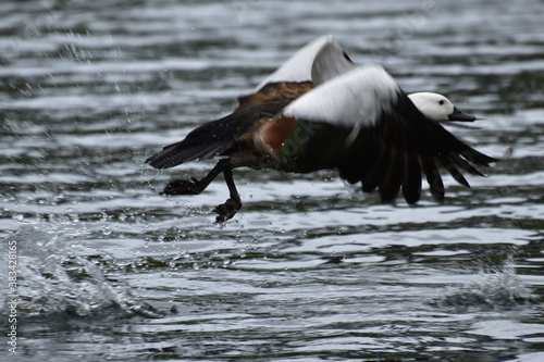 flying duck © Khanh