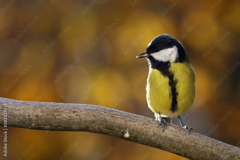 Fototapeta premium The great tit (Parus major) sitting on the branch with yellow background