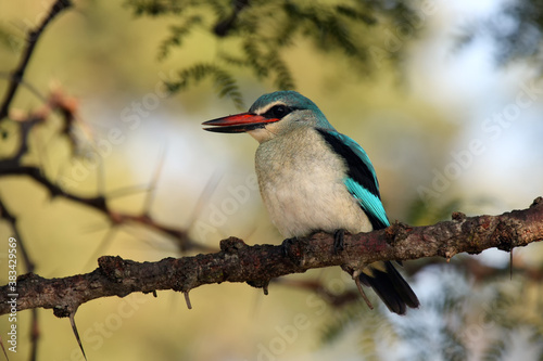 The woodland kingfisher (Halcyon senegalensis) sitting on a twig acacia. A blue African savanna kingfisher sitting on a branch with a yellow background.