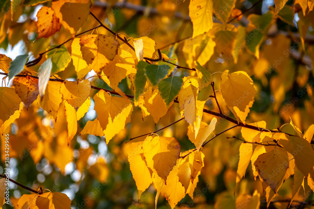 Bright colorful leaves on bushes and trees in the autumn. Bright colorful leaves on bushes and trees in the autumn.