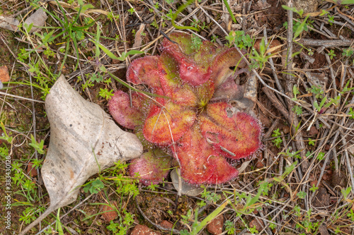 Drosera collina close to Chittering, Western Australia photo