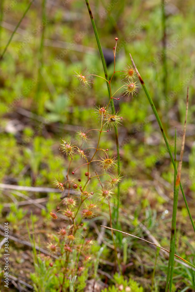 Drosera drummondii close to Chittering, Western Australia Drosera drummondii close to Chittering, Western Australia