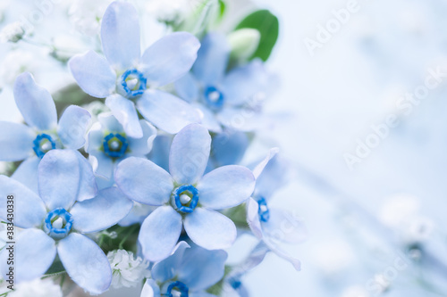ブルースター　淡い水色の花の背景素材 photo