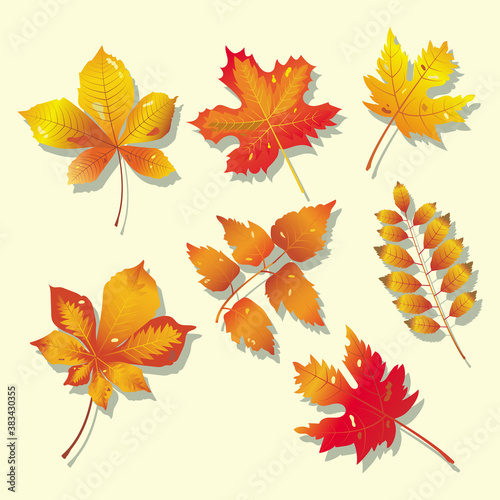 Autumn leaves design vector illustration