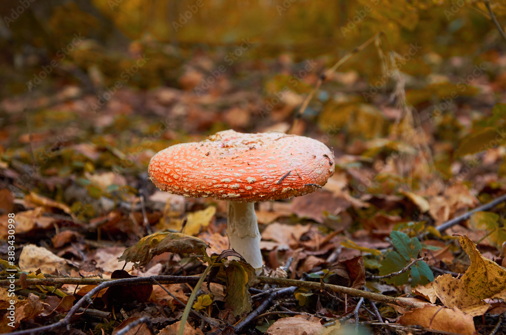 The poisonous Amanita Muscaria grows in the forest among the fallen leaves. The poisonous Amanita Muscaria grows in the forest among the fallen leaves.