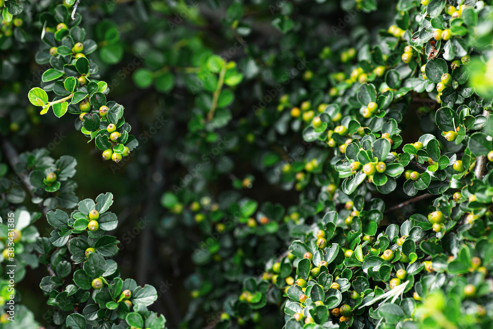close-up of cotoneaster branch with green berries close-up of cotoneaster branch with green berries