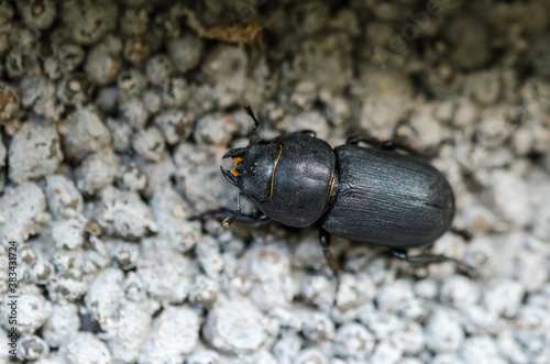Lesser Stag Beetle close up