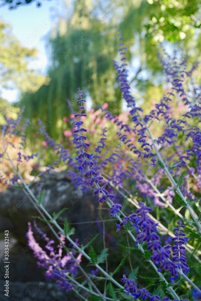 Obraz premium lavender in the field