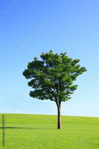 一本の木