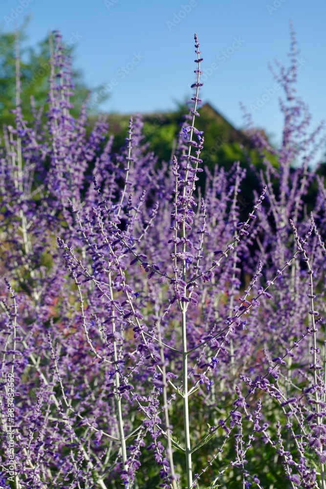 Fototapeta premium lavender in the field