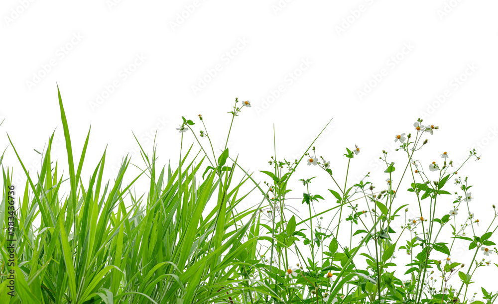 grass and wild flowers isolated background grass and wild flowers isolated background