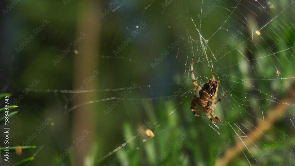 Forest spider in a web against the background of the forest and the sun, close-up. autumn Forest spider in a web against the background of the forest and the sun, close-up. autumn