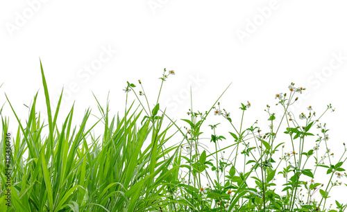 grass and wild flowers isolated background © AungMyo