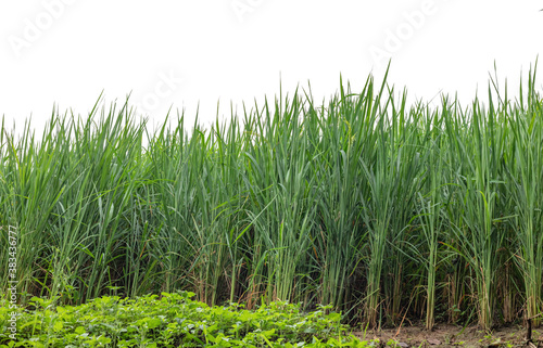 rice plant fields isolated on white background