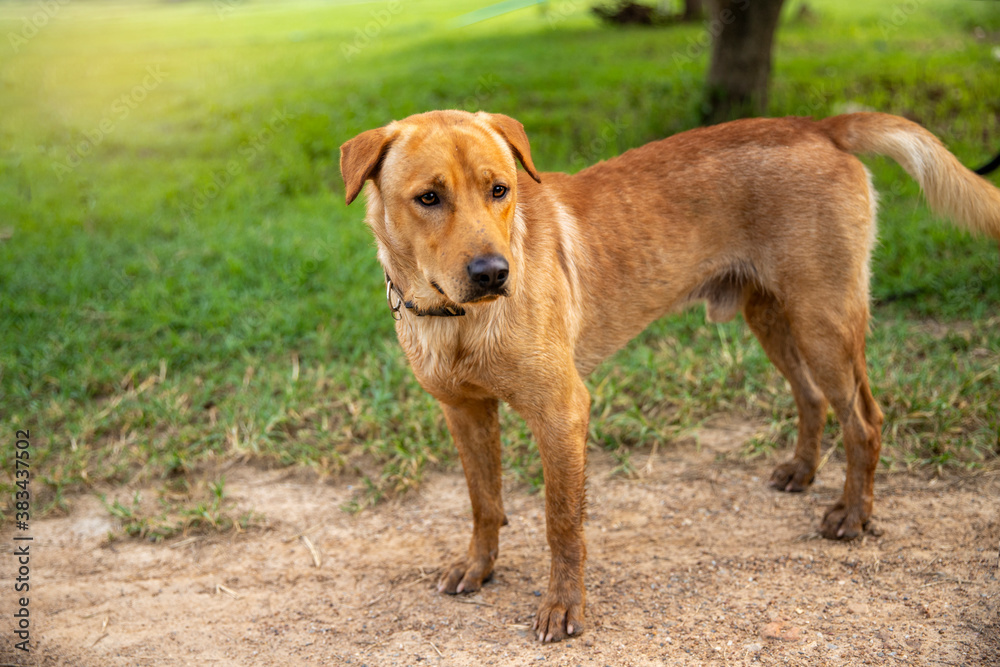 A brown Dog standing and looking forward in a summer day A brown Dog standing and looking forward in a summer day