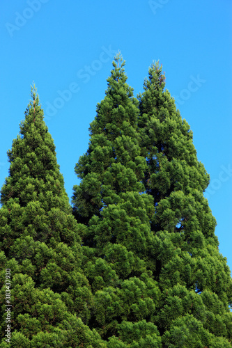 青空と木 © Paylessimages