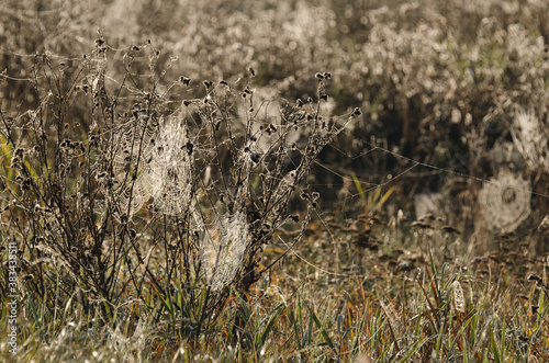 SPIDER WEB - Wild life in the autumn wetlands © Wojciech Wrzesień
