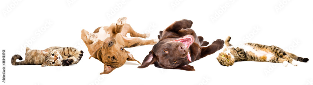 Fototapeta premium Funny playful cats and dogs lying on their back together isolated on a white background