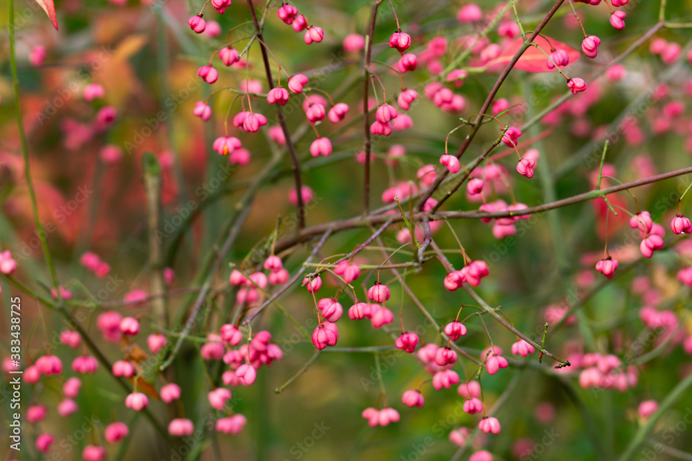 Bright pink autumn euonymus berries