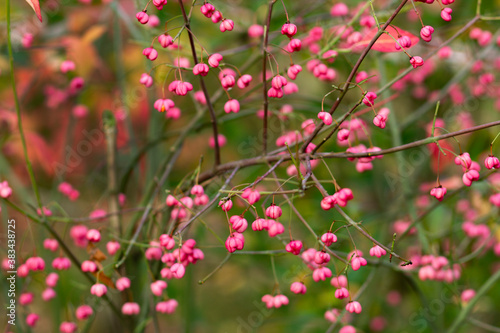 Bright pink autumn euonymus berries