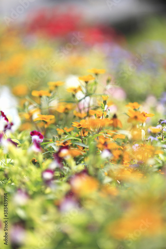 花壇の花 © Paylessimages