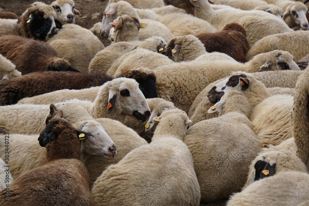Fototapeta premium A flock of sheep in a farmyard