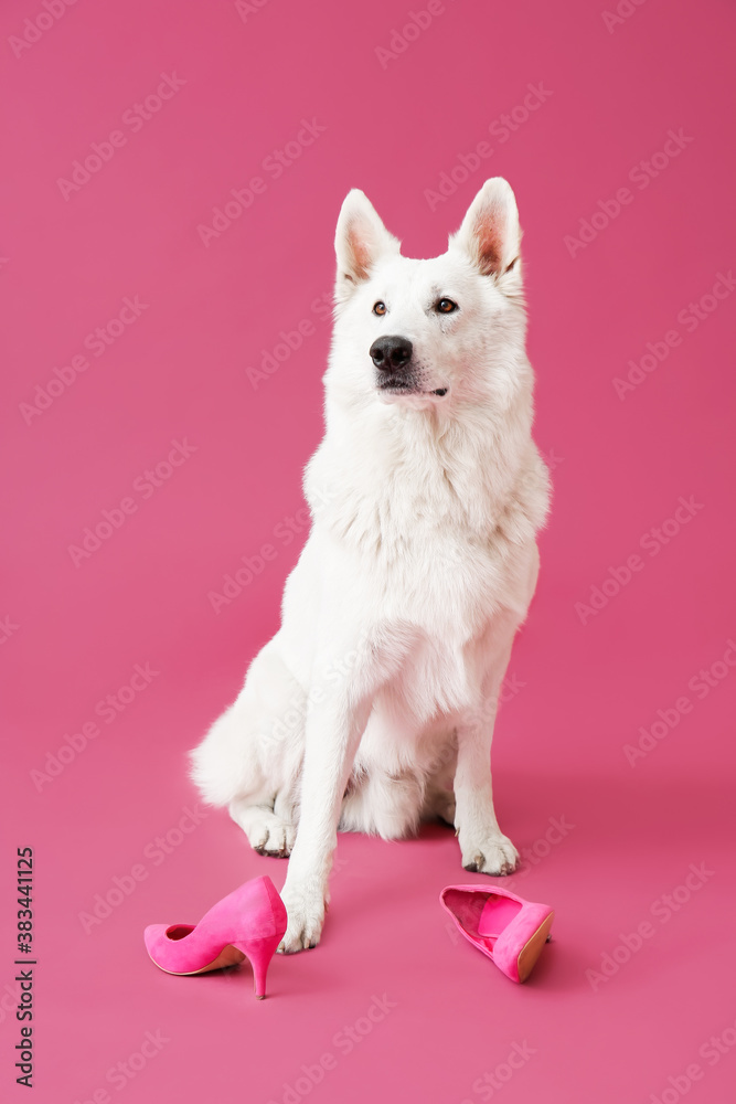 Funny naughty dog with shoes on color background Stock Photo | Adobe Stock