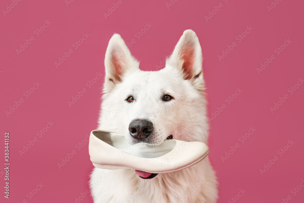 Funny naughty dog with shoe on color background Stock Photo Adobe Stock