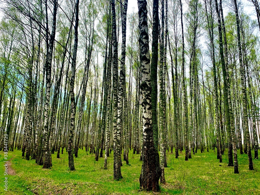 Fototapeta premium trees in the forest