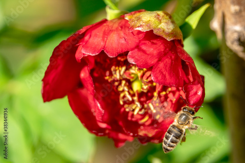 rote Strauch- Pfingstrosen Blüte mit Biene im Anflug photo