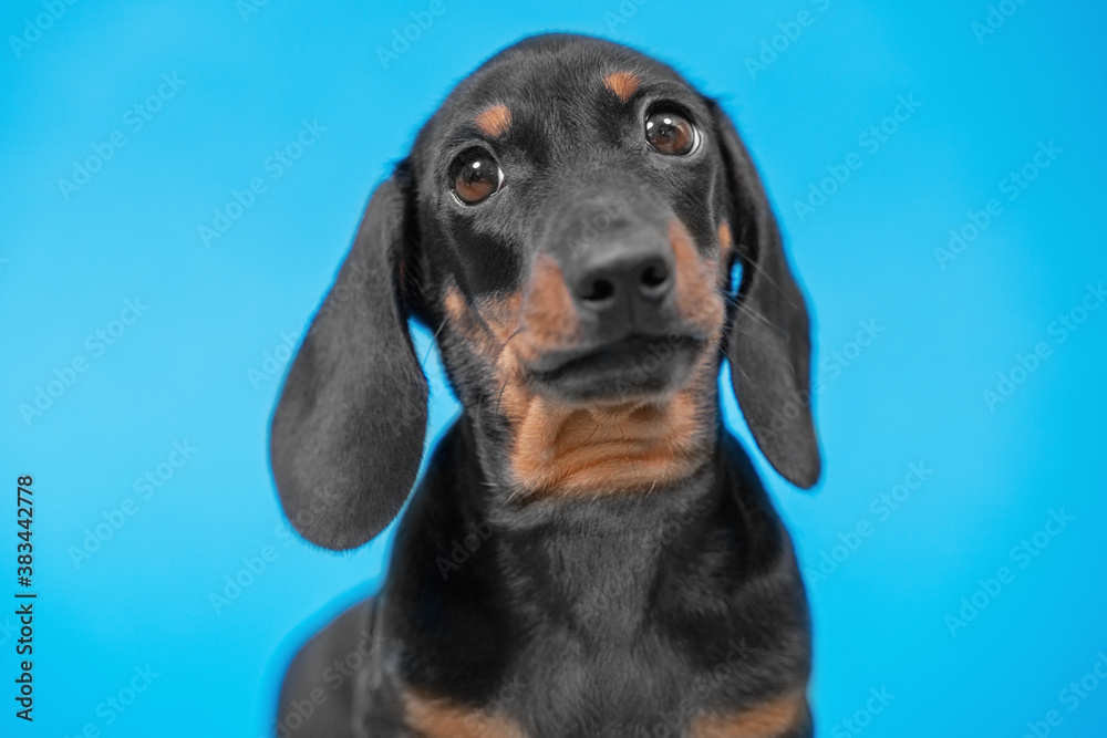 Portrait of cute dachshund puppy with smart look on blue background, front view, copy space for advertising text. Performance of purebred dogs.