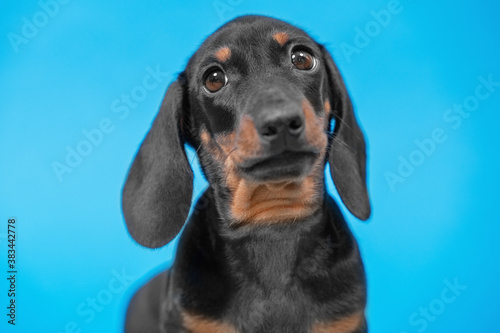 Portrait of cute dachshund puppy with smart look on blue background, front view, copy space for advertising text. Performance of purebred dogs. © Masarik