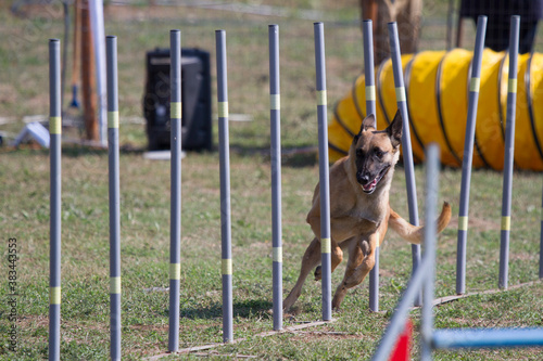 Agility dog