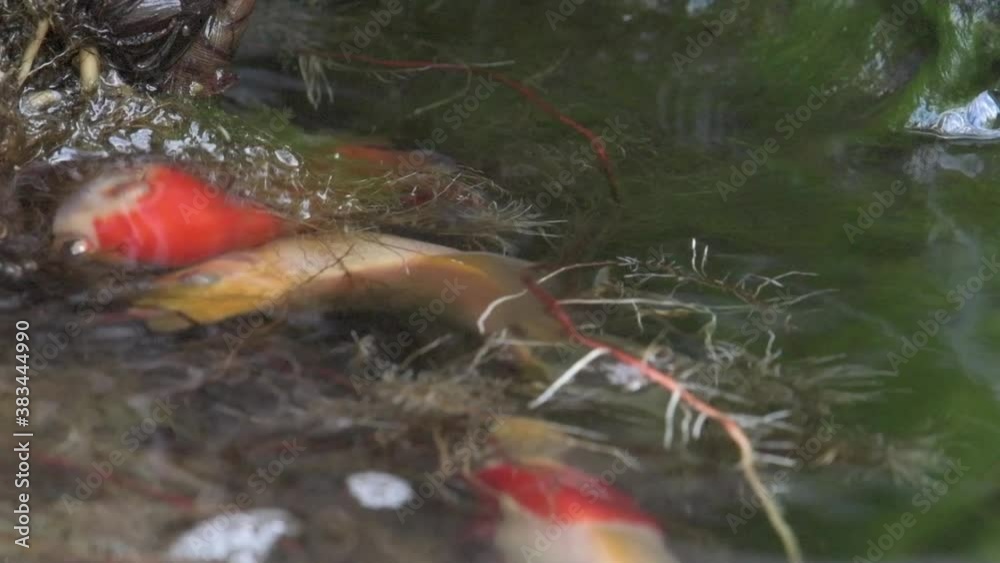 Colorful koi spawning in water garden. Also known as inli in Mandarin Chinese or nishikigoi, koi are are colored varieties of the Amur carp. They kept for decorative purposes water gardens. Colorful koi spawning in water garden. Also known as inli in Mandarin Chinese or nishikigoi, koi are are colored varieties of the Amur carp. They kept for decorative purposes water gardens.