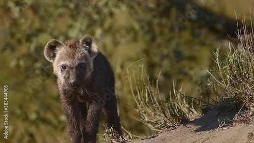 Baby hyena cub walks toward and looks at camera.  Hyenas are born in an underground den dug by the mother where they are born in litters of only 2 or 3 cubs. They start life very aggressive.