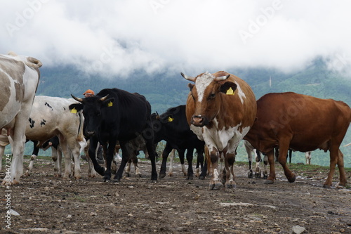 A herd of cows grazed on muddy ground against a cloudy mountain landscape