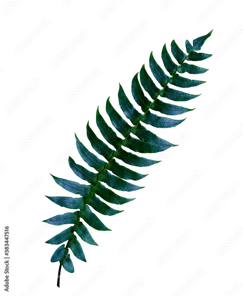 fern leaf isolated on white background, clipping path included fern leaf isolated on white background, clipping path included