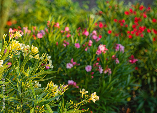 Nice oleanders in the garde...