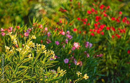 Nice oleanders in the garde...