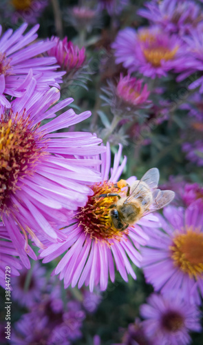 Pink flowers with a bee