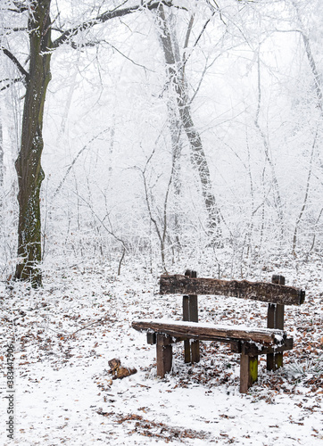 Bench in winter in the forest