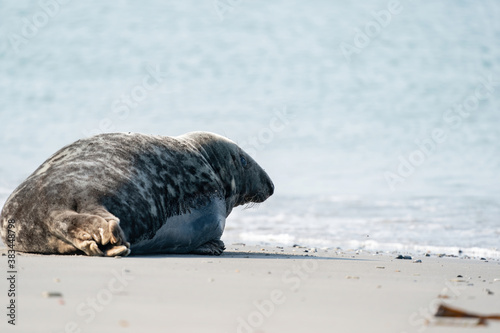 Common Seal Phoca vitulina lying on the beach, sea in background, Helgoland, Germany