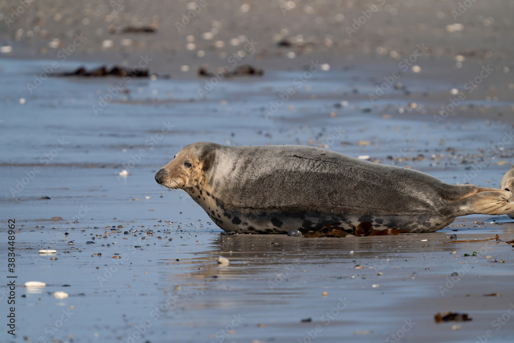Fototapeta premium One Grey Seal, Halichoerus grypus. Swimming in the sea with head above water