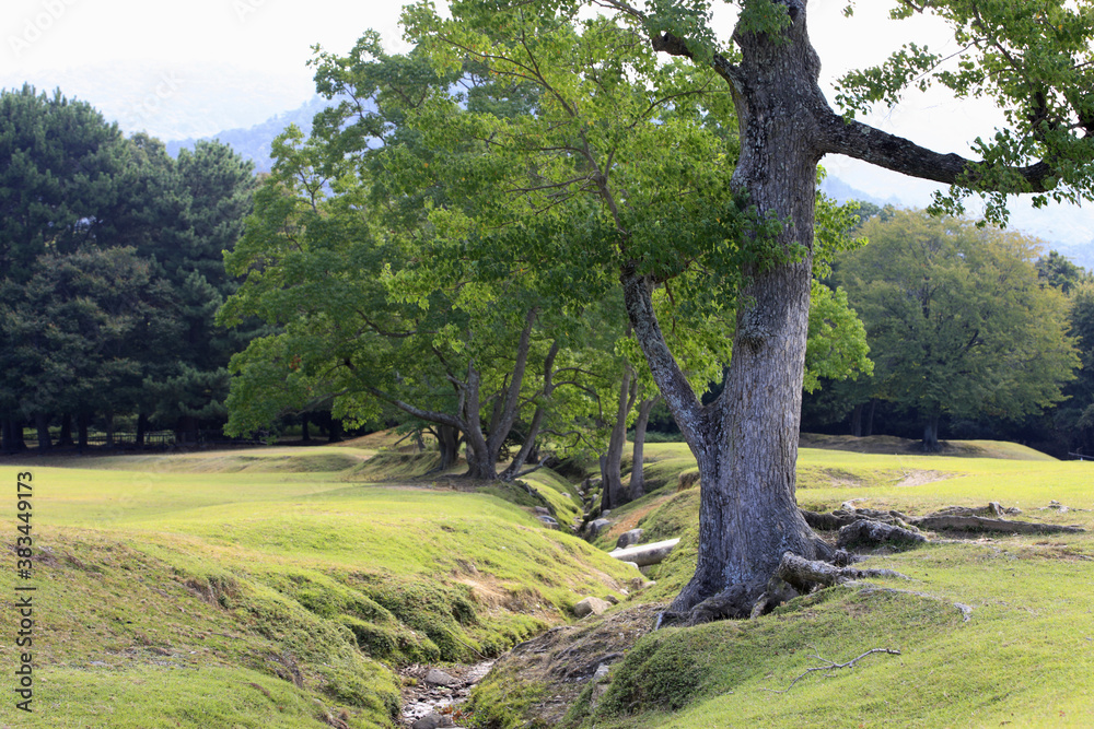 Fototapeta premium 奈良公園